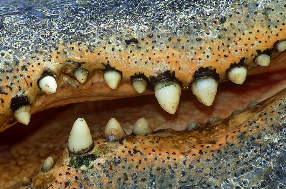 alligator: alligator mississippiensis detail of mouth alle ntown, pa, usa