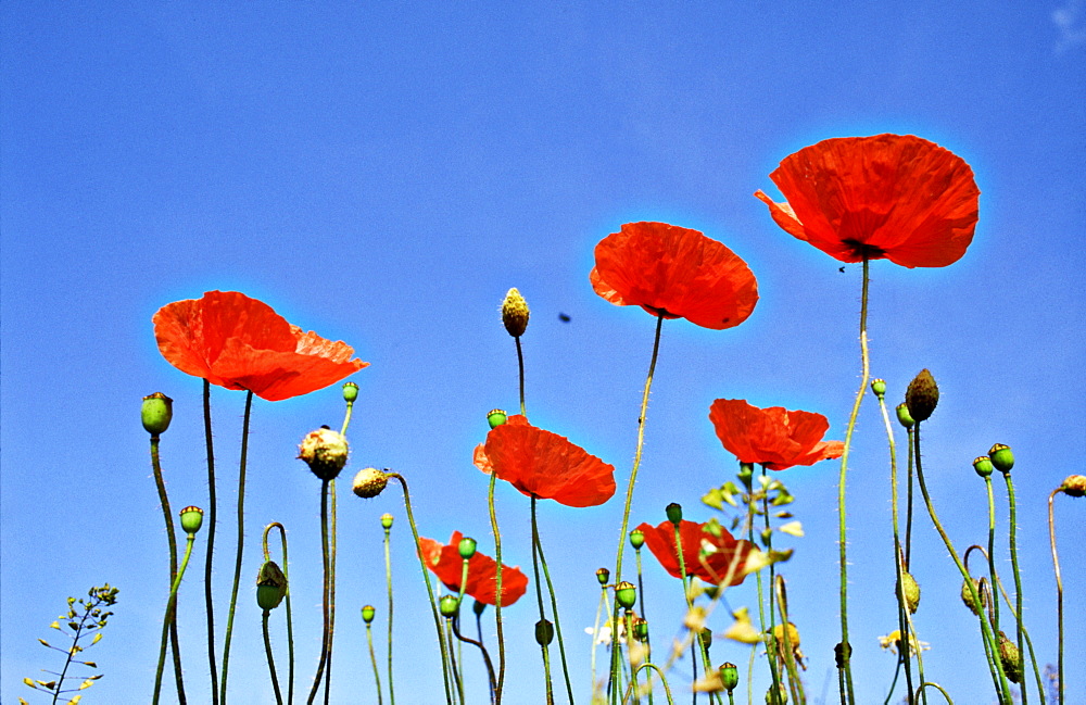 Common poppy, Papaver rhoeas, Forfar, Angus, Scotland