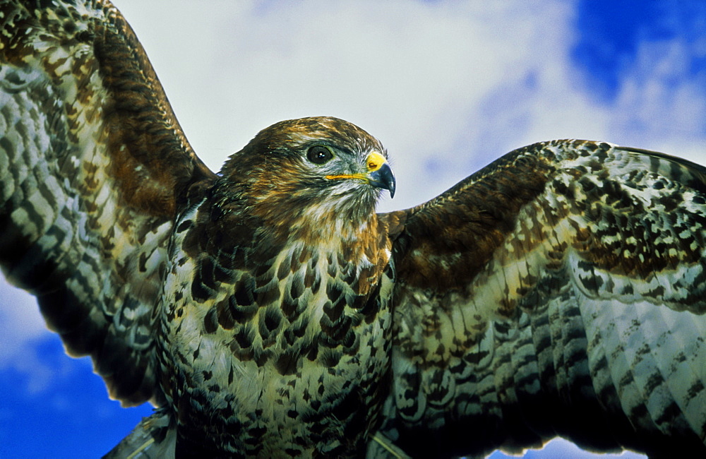 Common buzzard, Buteo buteo, Inversnaid, Stirlingshire, Scotland