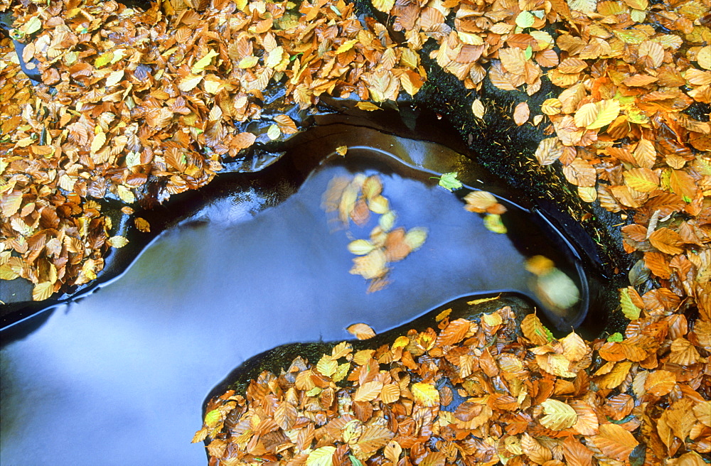 European beech, Fagus sylvaticus, autumn leaves, Perthshire, Scotland