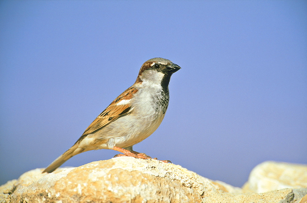 House sparrow, Passer domesticus, male