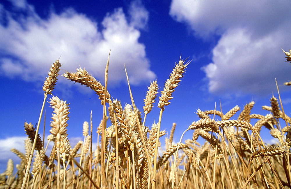 winter wheat: triticum sp. ripe winter wheat, september  m ontrose, angus, scotland