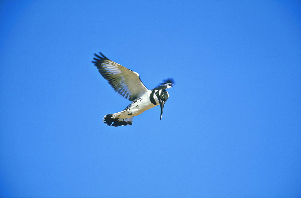 Lesser pied kingfisher, Ceryle rudis, hunting, Zichron Yaakov, Israel