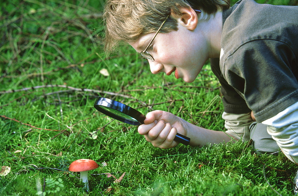 Boy examining Rusula toadstool with magnifying glass, Scotland