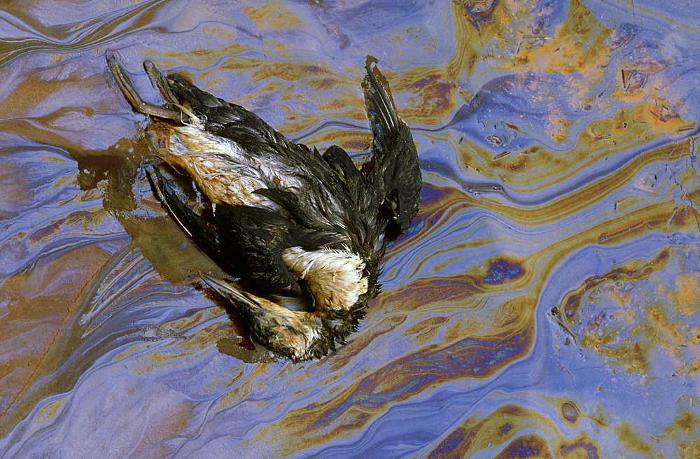 pollution: guillemot in oil slick. sands of forvie nnr, aberdeenshire, scotland