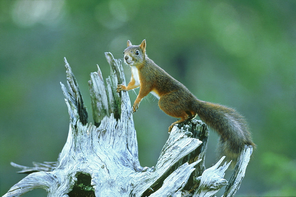 Red Squirrel, Sciurus vulgaris, Nor Trondelag, Norway