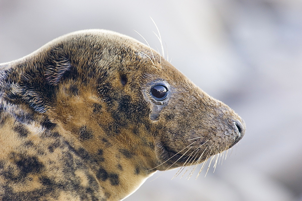 Grey Seal (Halichoerus grypus) close-up profile of adult cow, Borders, Scotland