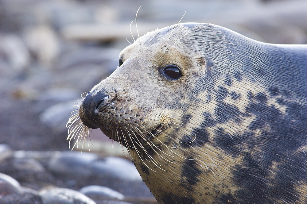 Grey Seal (Halichoerus grypus) close-up profile of adult cow, Borders, Scotland