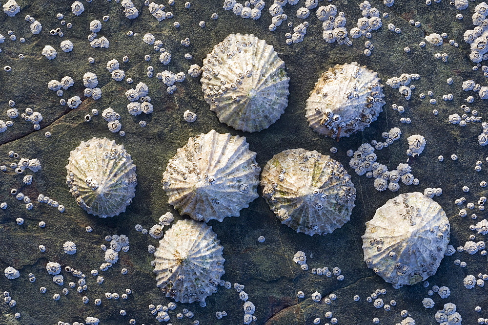 Common limpet (Patella vulgata) surrounded by acorn barnacles (Balanus balanoides), Loch Carron, Wester Ross, Scotland