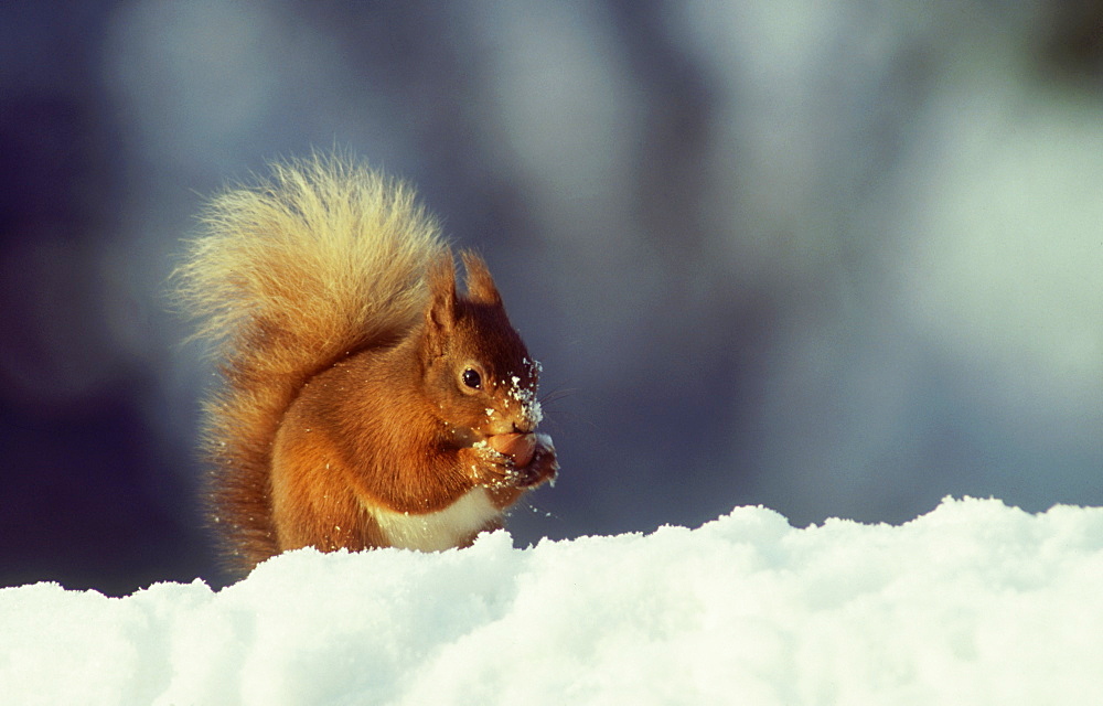 red squirrel: sciurus vulgaris in snow meikleour, perthshi re, scot. dorset