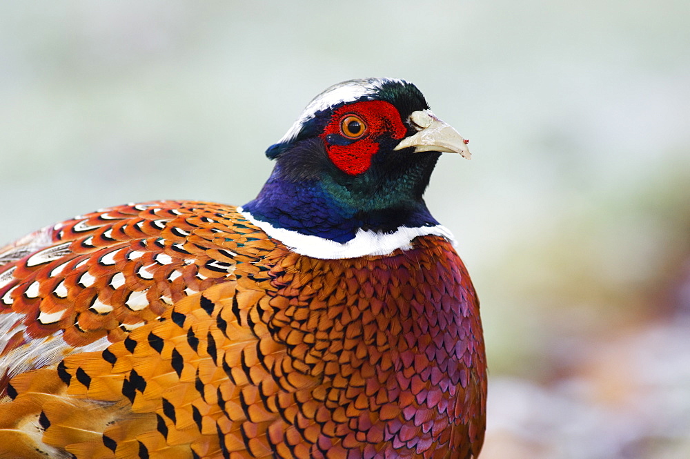 Pheasant (Phasianus colchicus) Close up of a cock pheasant, Angus, Scotland