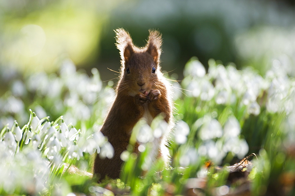 Red squirrel (Sciurus vulgaris) backlit amongst snowdrops, Angus, Scotland