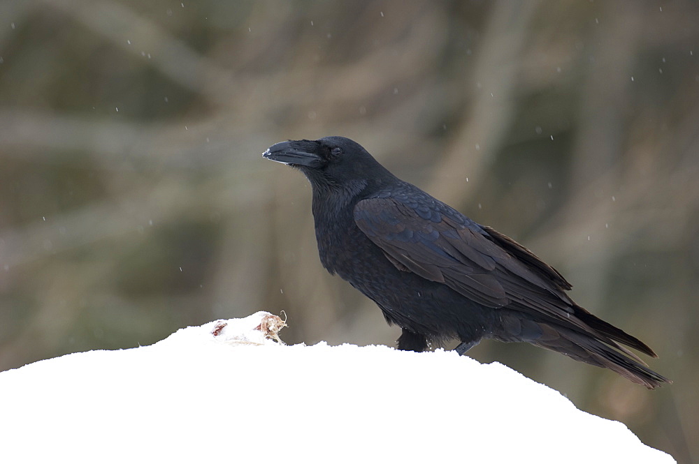 Raven, Corvus corax, feeding on a carcass in the snow, Emajoe Suursoo, Tartumaa, Estonia