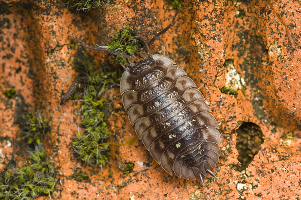 Woodlouse, Oniscus species, crossing a damp mossy brick, Angus, Scotland