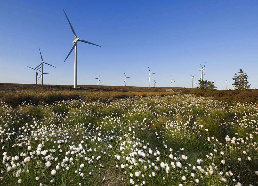 Cotton grass with wind turbines in the background, Blacklaw Windfarm, South Lanarkshire, Scotland