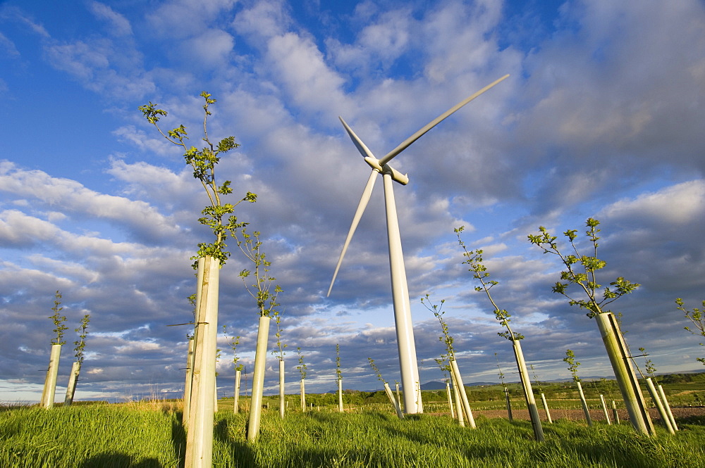 Wind turbine with planted hardwood trees, Blacklaw Windfarm, South Lanarkshire, Scotland