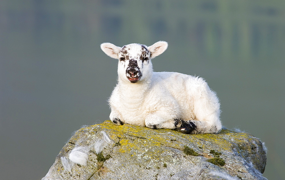 Lamb sitting on a rock, Glen Finglas, Stirlingshire, Scotland