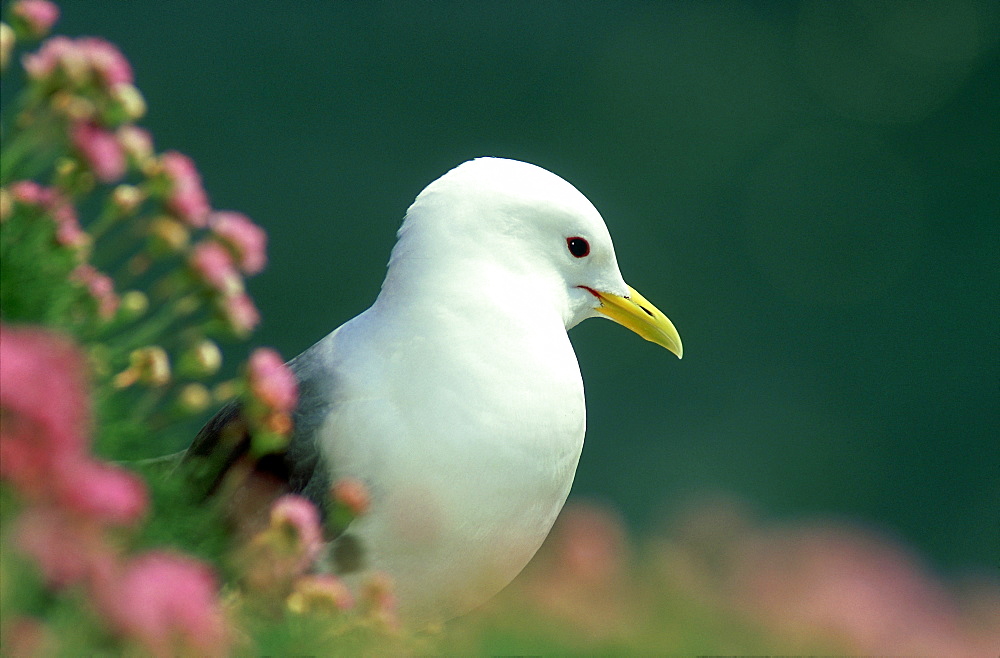 kittiwake, rissa tridactyla, amongst thrift, stonehaven, kincs, scotland