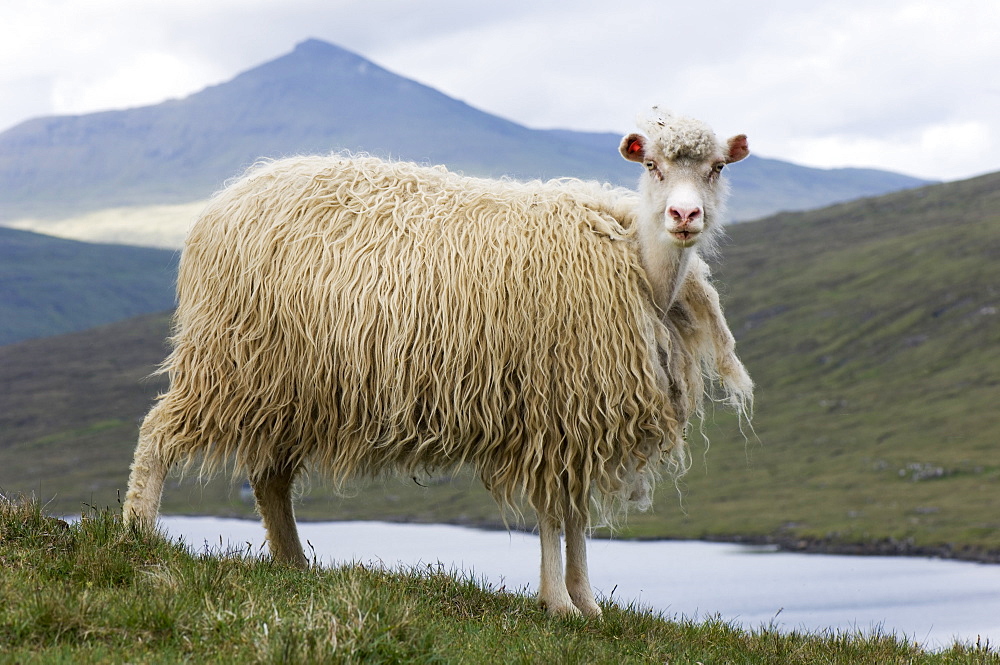 Faroese sheep beginning to moult, Sorvagsvatn, Vagar, Faroe Islands