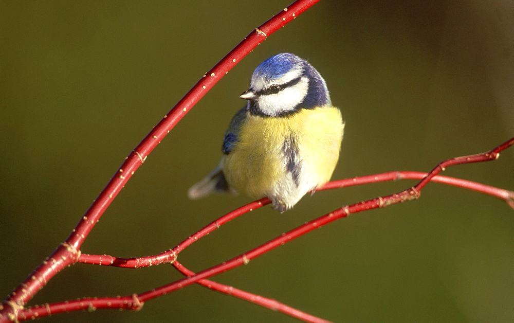 blue tit: parus caeruleus meikleour, perthshire, scotland