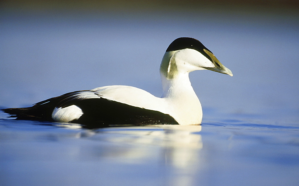 eider: somateria mollissima drake swimming. montrose basin, angus, scotland