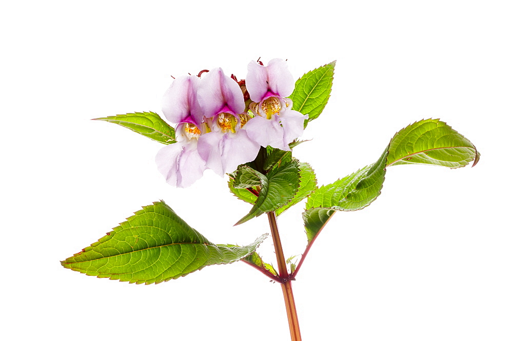 Himalayan balsam flowers (Impatiens glandulifera), close up