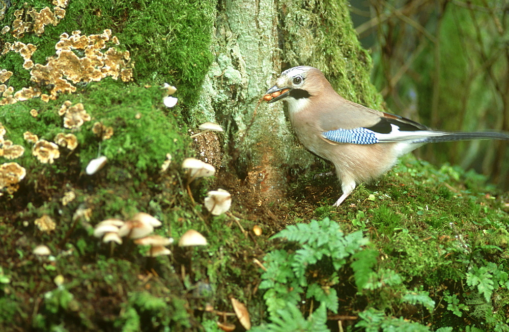 jay: garrulus glandarius feeding at woodland bait site mont reathmont,angus,scotland