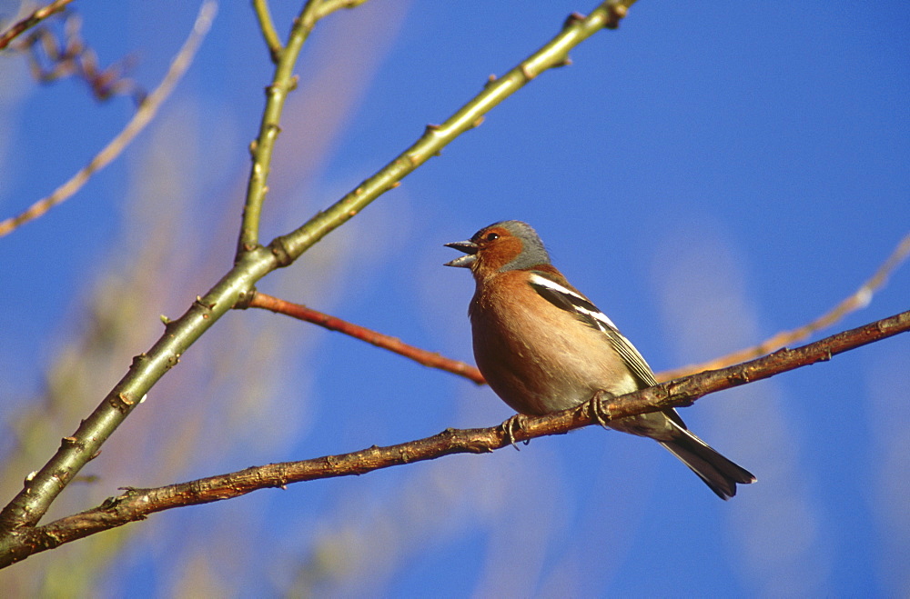 chaffinch: fringilla coelebs male, singing montrose, angus, scotland