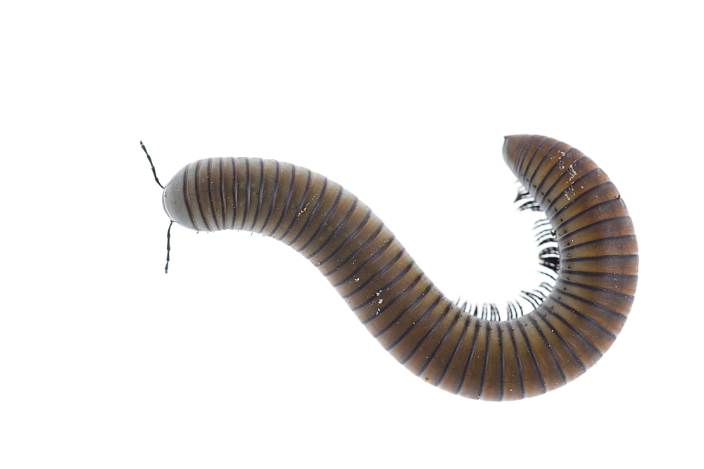 Millipede (Julus terrestris), Alicante, Spain