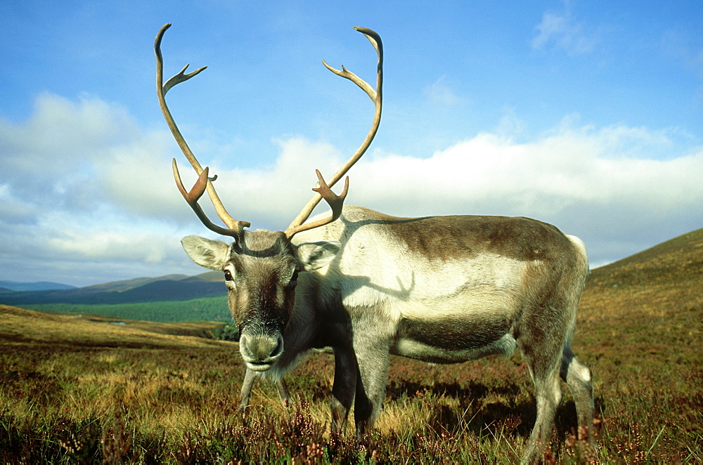 reindeer: rangifer tarandus domesticated herd cairngorm, s cotland