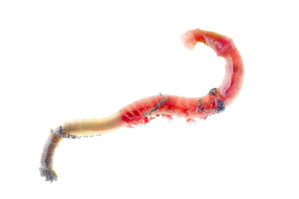 Lugworm (Arenicola marina), Angus, Scotland, UK