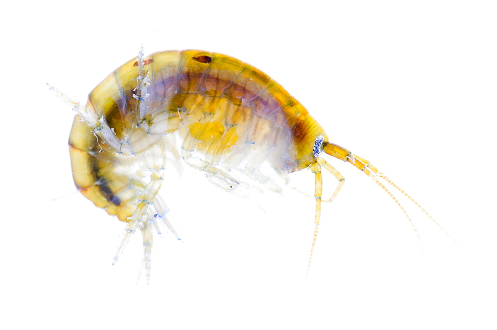 Shrimp (Gammarus sp.), Angus, Scotland, UK