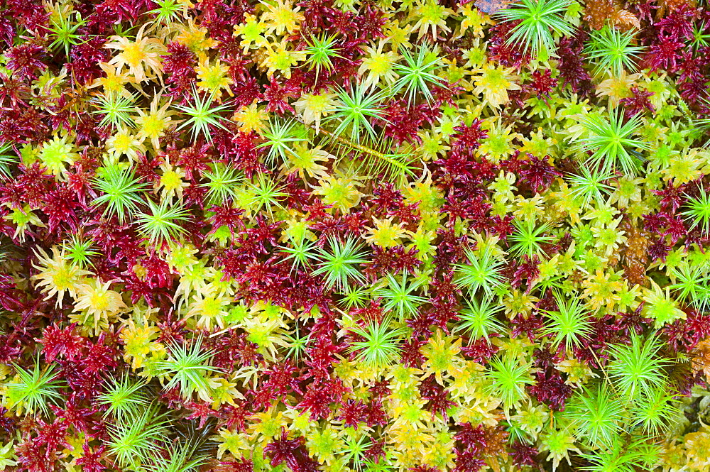 Polytrichum and Sphagnum mosses growing together, Inverness-shire, Scotland, UK