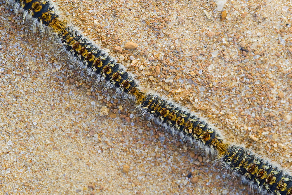 Pine processionary (Thaumetopoea pityocampa) caterpillars heading to bury themselves, Spain