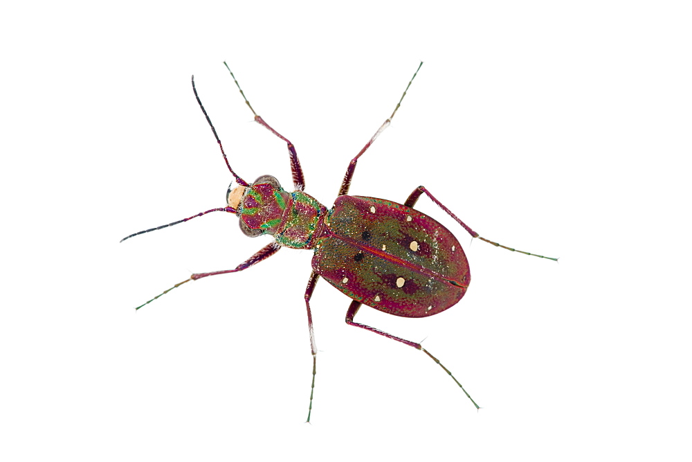 Tiger beetle (Cicindela maroccana), Los Alcornocalles Natural Park, Spain