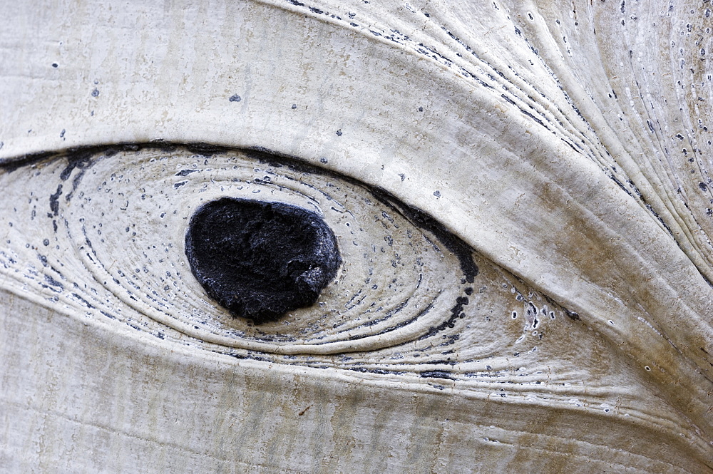 Eye-shaped knot on American aspen trunk