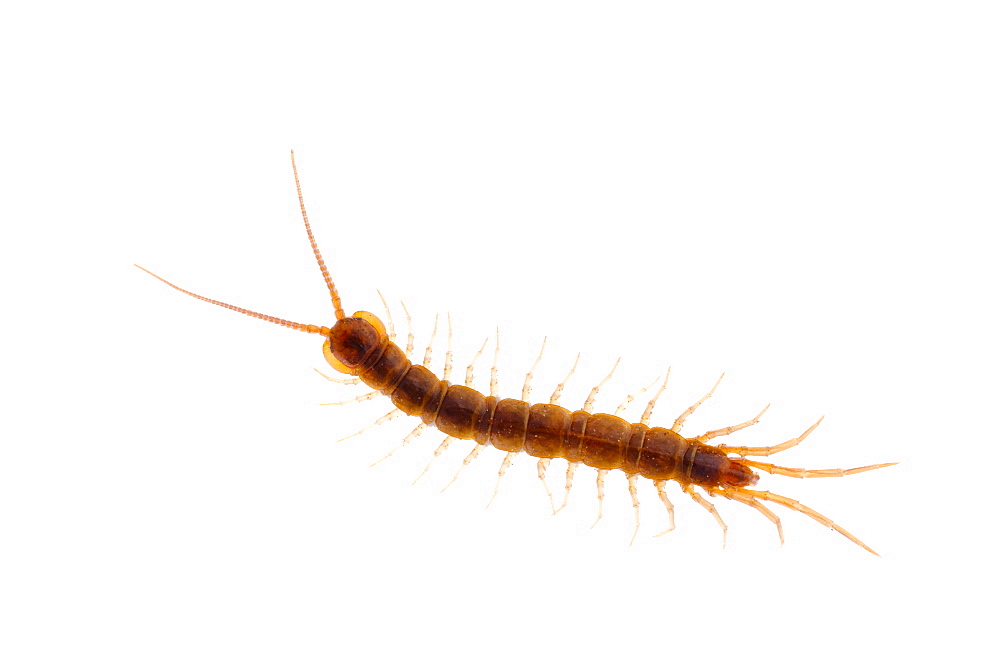 Brown centipede