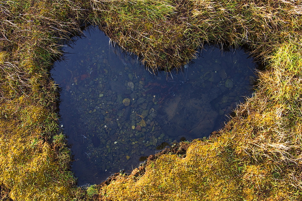 Heart-shaped pool on saltmarsh, Scotland