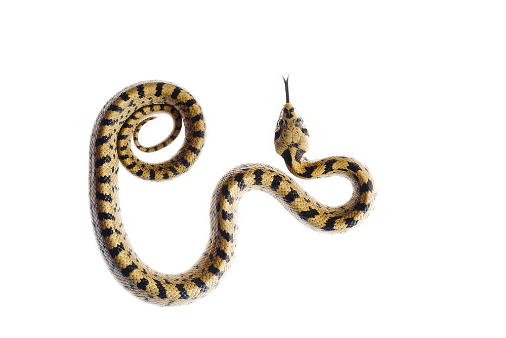 Juvenile ladder snake, Alicante, Spain