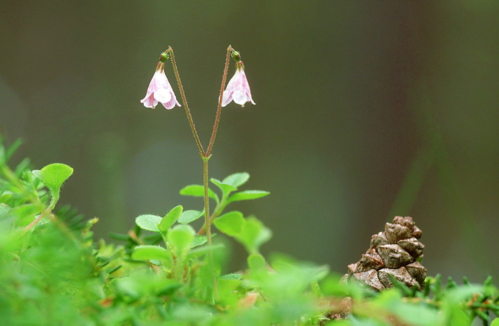 twinflower: linnaea borealis, in pine wood, sutherland, scotland