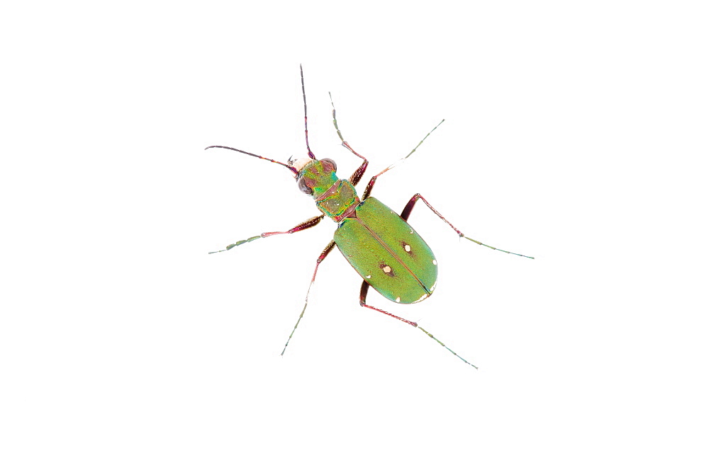 Green tiger beetle