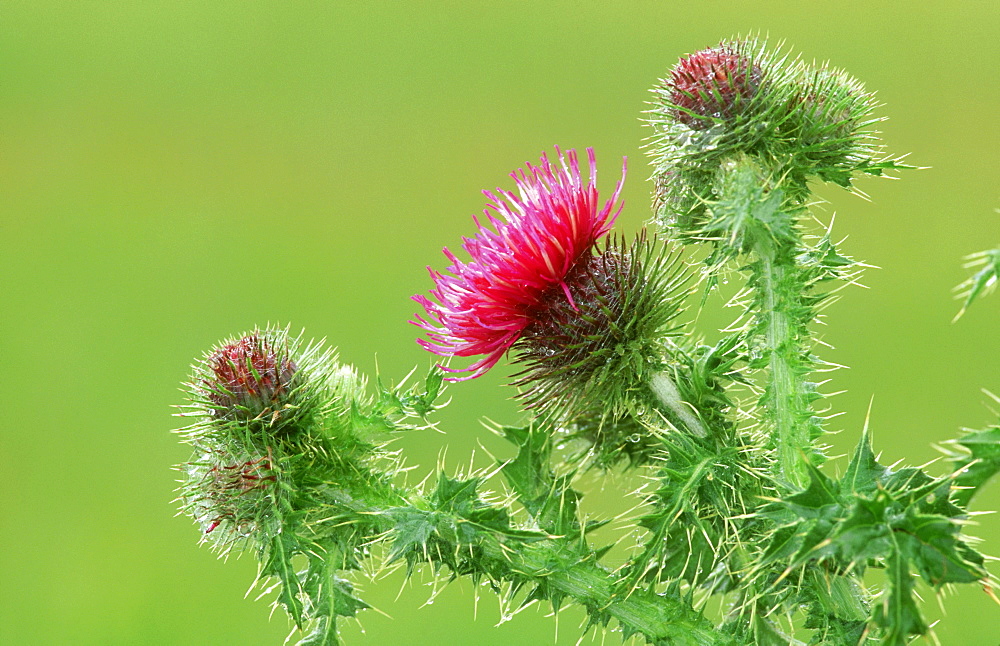 welted thistle: carduus acanthoides flowers st. cyrus nnr, scotland