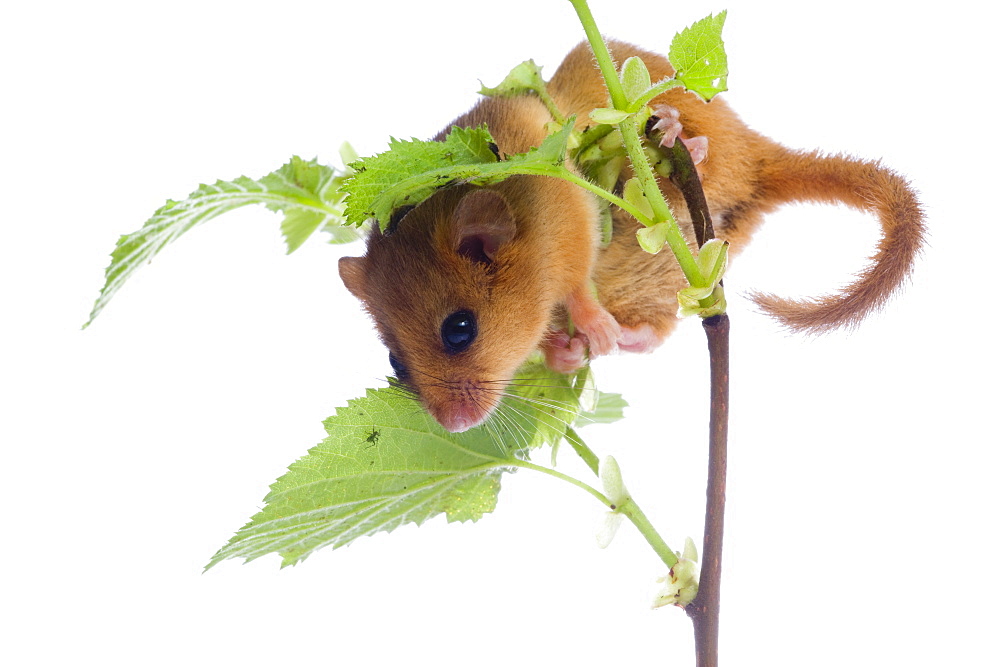 Hazel dormouse