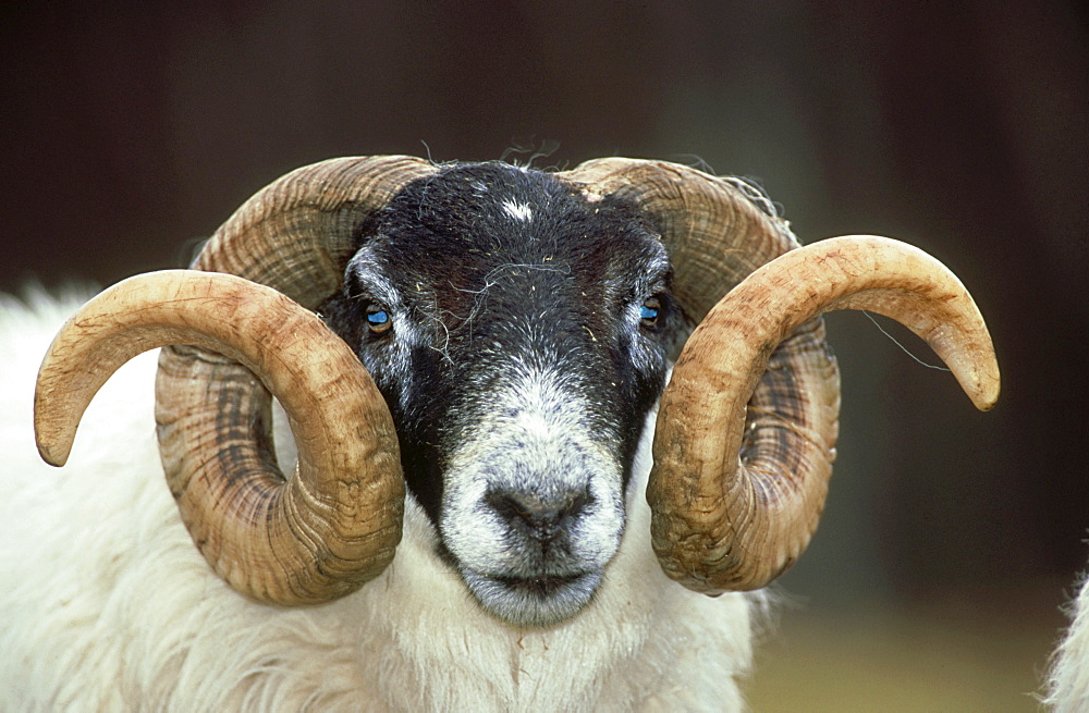 domesticated sheep: ovis aries black faced ram  highlands, scotland