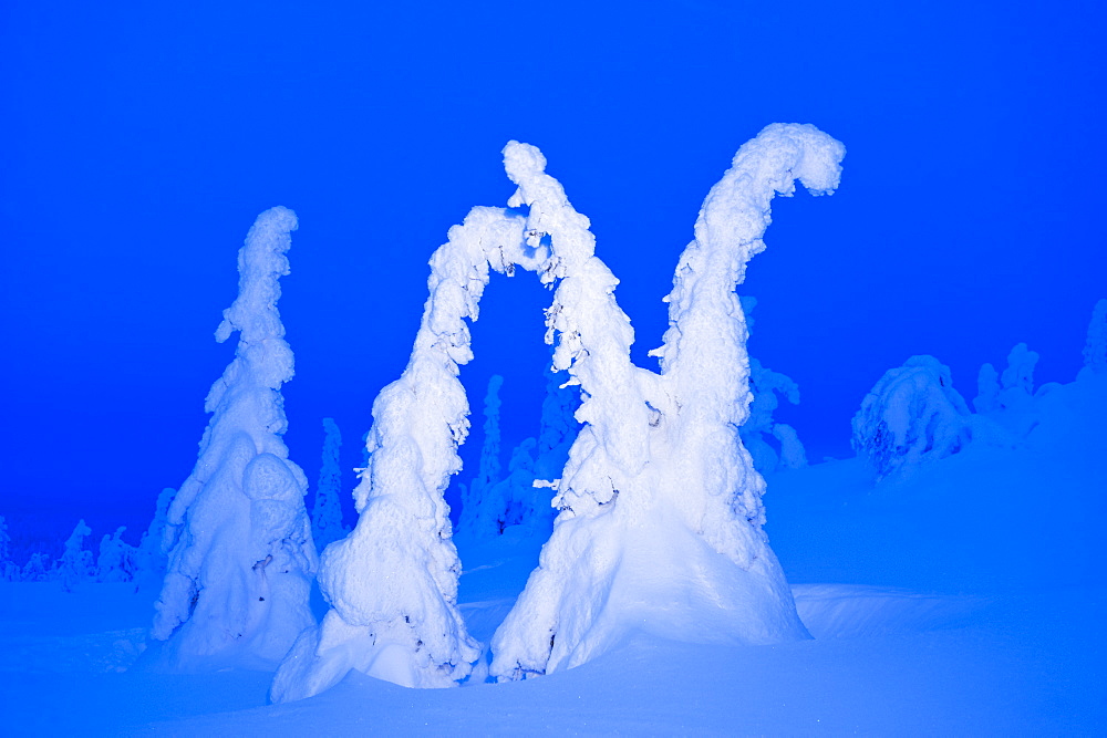 Tykky on trees at dusk, Riisitunturi, Finland