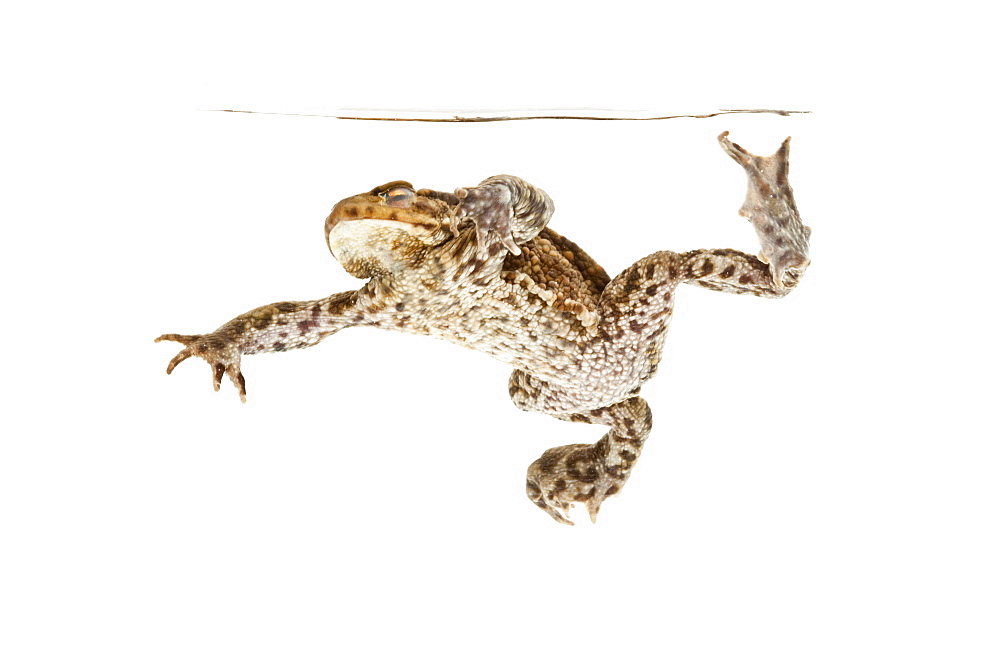 Common toad under water