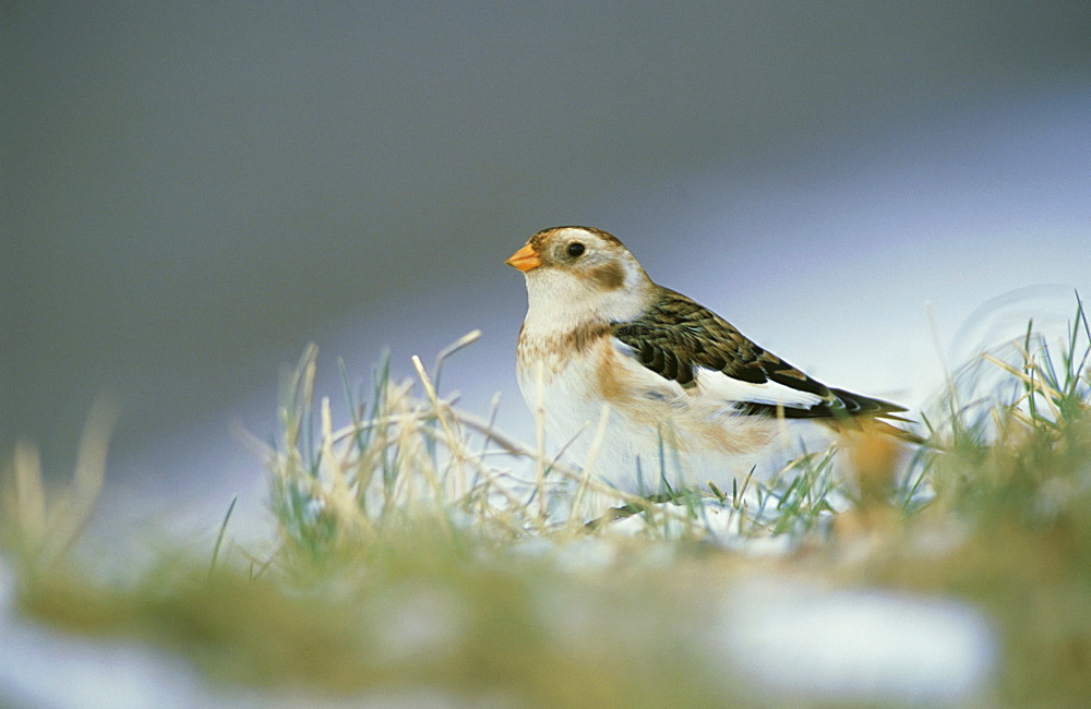 snow bunting: plectrophenax nivalis, in winter inverness-shire, scotland