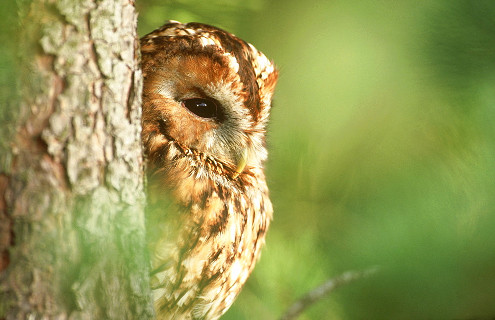 tawny owl: strix aluco brown phase female at roost montrea thmont,angus,scotland