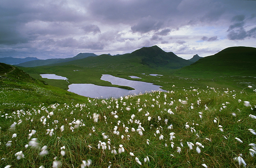 cotton grass: eriophorum angustifolium in mountain landscape knockan, sutherland, scot.