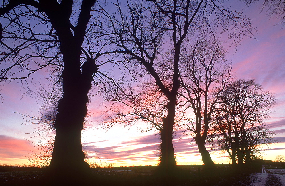 wych elm, ulmus glabra, at sunset angus, scotland